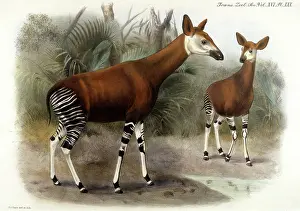 Okapi: ANIMAL/OKAPI 1903