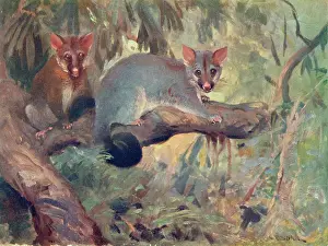Phalanger: ANIMAL/PHALANGER 1909