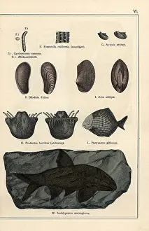 Gotthilf: Animal, shell and fish fossils