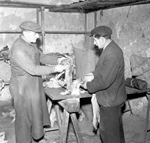 Taxidermy: Animal skin collection