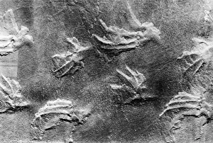 Fossilized: Animal tracks