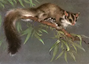 Eucalyptus: Animal in Tree