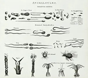 Sperm: Animalcules