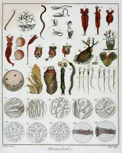 Microscopy: Animalcules, including sperm, after Leewenhoek