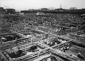 Abattoir: Animals at the abattoir of Chicago