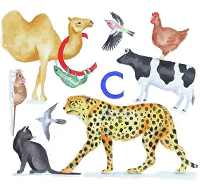 Lindy: Animals All Around by Lindy Norton