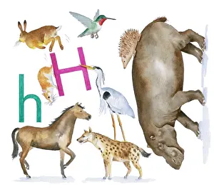 Lindy: Animals All Around by Lindy Norton