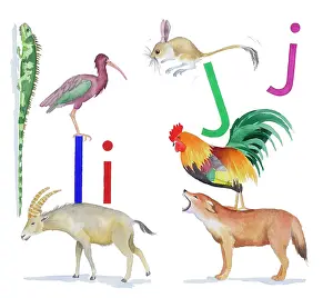 Lindy: Animals All Around by Lindy Norton
