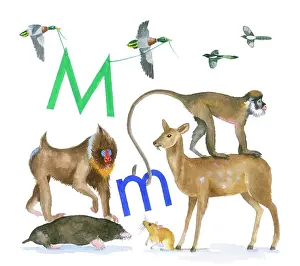 Lindy: Animals All Around by Lindy Norton