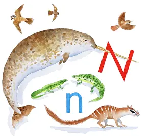 Lindy: Animals All Around by Lindy Norton