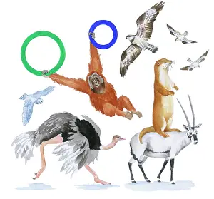 Lindy: Animals All Around by Lindy Norton