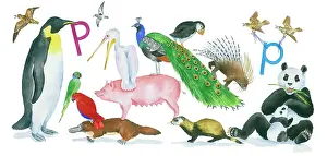Lindy: Animals All Around by Lindy Norton