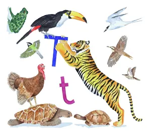 Lindy: Animals All Around by Lindy Norton