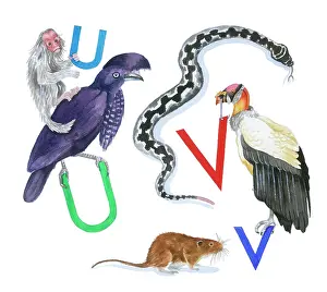 Lindy: Animals All Around by Lindy Norton