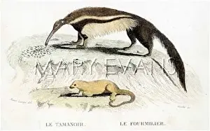 Ants: ANIMALS/ANT-EATER