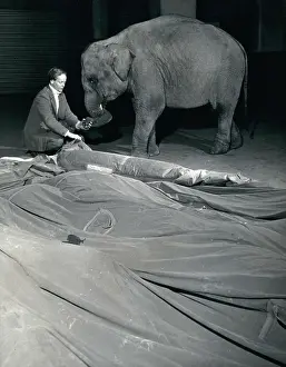 Clipped: Animals - Aquariums - Archeology - Insects - Fossils - Zoos