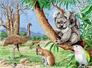 Wrens: Animals of Australia