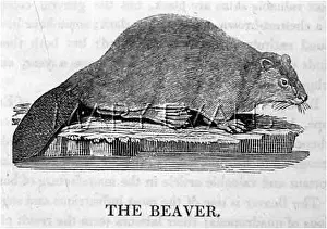 Beavers: ANIMALS/BEAVER (BEWICK)