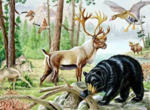Fronted: Animals of Canada