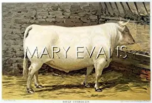Charolais: ANIMALS/CATTLE/CHAROLAIS