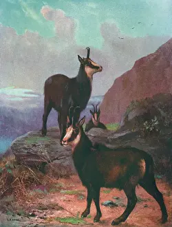 Chamois: ANIMALS/CHAMOIS/SWAN