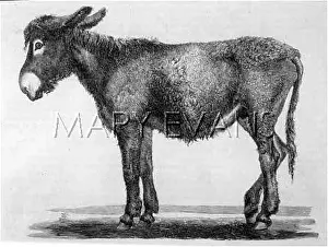 Poitou: ANIMALS/DONKEYS