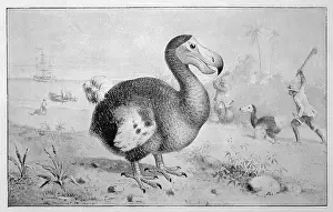 Dodo: ANIMALS/EXTINCT/DODO