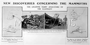 Mammoths: ANIMALS/EXTINCT/MAMMOTH