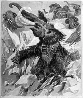 Overtaken: ANIMALS/EXTINCT/MAMMOTH