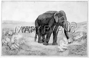Primigenius: ANIMALS/EXTINCT/MAMMOTH