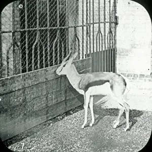 Afrikaans: Animals at a French Zoo - Springbok