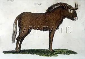Wildebeest: ANIMALS/GNU BROWN 19C