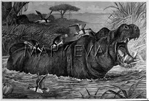Plovers: ANIMALS/HIPPOPOTAMUS