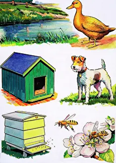 Doghouse: Animals and Their Homes