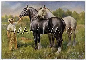 Percheron: ANIMALS/HORSES/PERCHERON