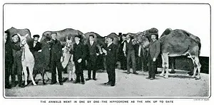 Llamas: Animals at the London Hippodrome