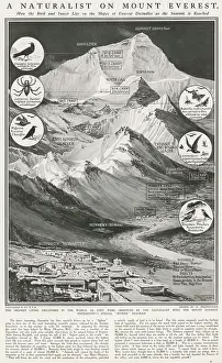Habitation: Animals of Mount Everest 1924