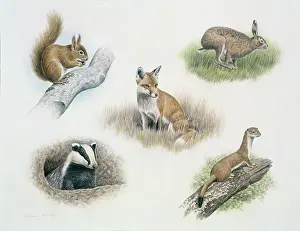 Stoat: Animals multiple