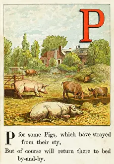 ANIMALS/PIGS/ALPHABET