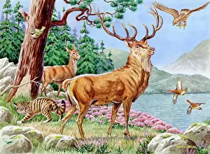 Deers: Animals of the Scottish Hills