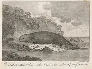 Nootka: ANIMALS/SEALS