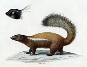 Bushy: ANIMALS/SKUNK 19C