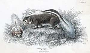 Bushy: ANIMALS/SKUNK 19C