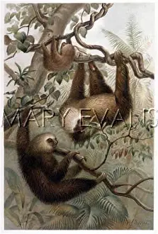 Choloepus: ANIMALS/SLOTH 19C
