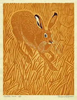 Stubble: ANIMALS/'STUBBLE HARE