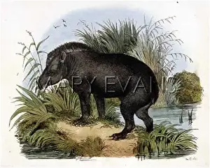 Tapir: ANIMALS/TAPIR 1837