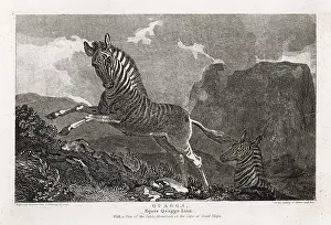 Quagga: ANIMALS/ZEBRA / QUAGGA
