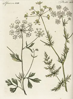 Aniseed: Anise and cumin