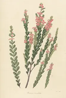 Volume 4: Aniseed boronia, Boronia crenulata