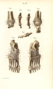 Corbie: Ankle and foot bones